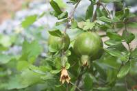 Lycia_Pomme_de_Granate 
